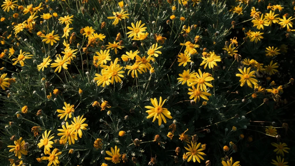 flores-amarillas-mas-chidas-que-mas-regalan-septiembre-1