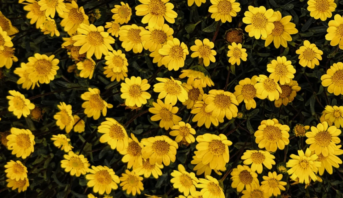 ¿Cuáles son las flores amarillas más chidas? (y que más se regalan)