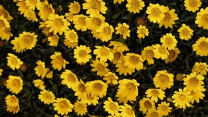 flores-amarillas-mas-chidas-que-mas-regalan-septiembre