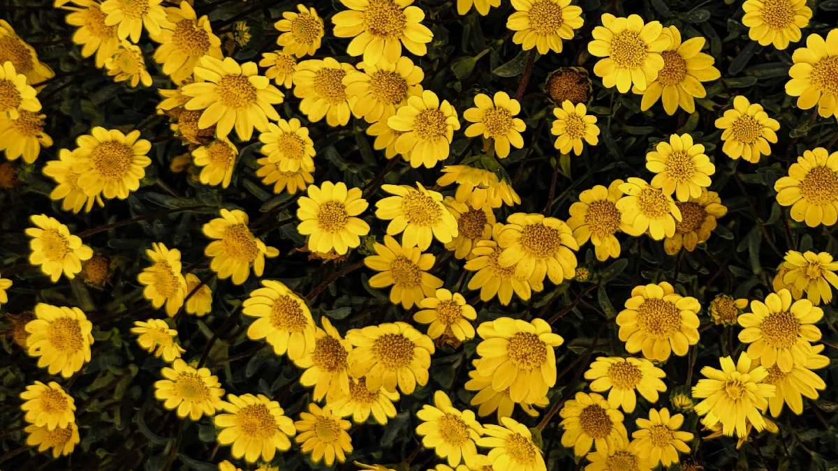 flores-amarillas-mas-chidas-que-mas-regalan-septiembre