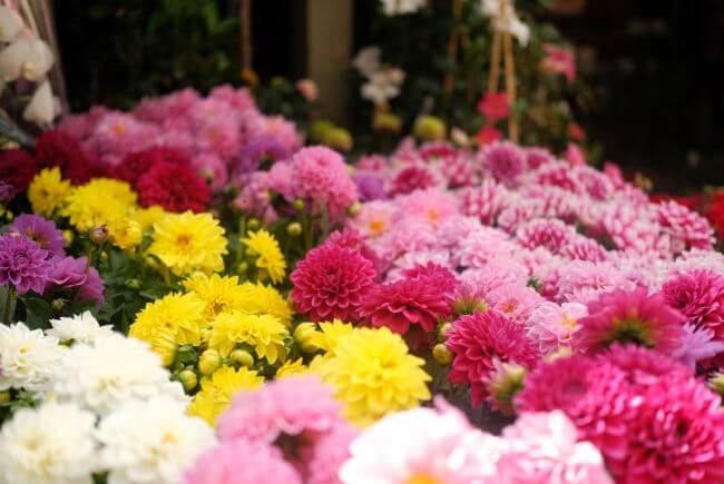 10 flores mexicanas que también son comida (y están deliciosas)