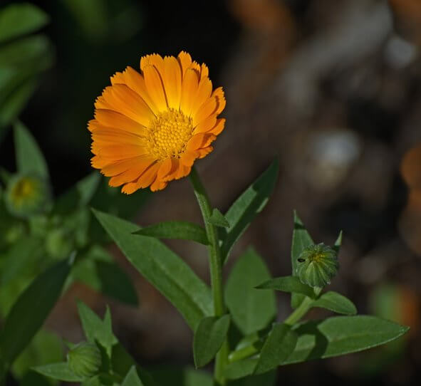 10 flores mexicanas que también son comida (y están deliciosas)