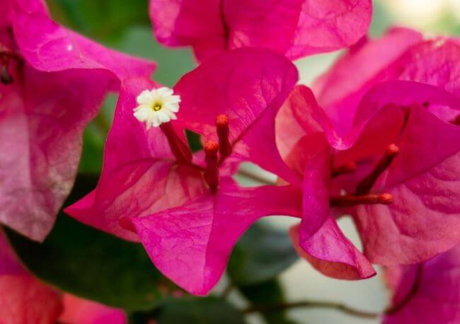 10 flores mexicanas que también son comida (y están deliciosas)