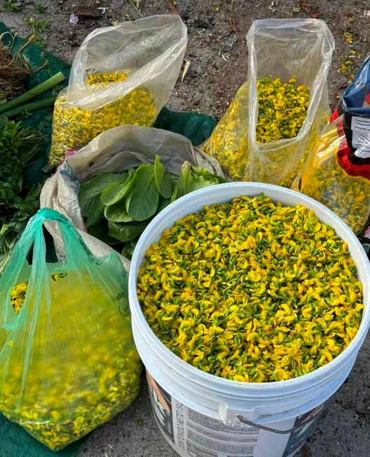 10 flores mexicanas que también son comida (y están deliciosas)