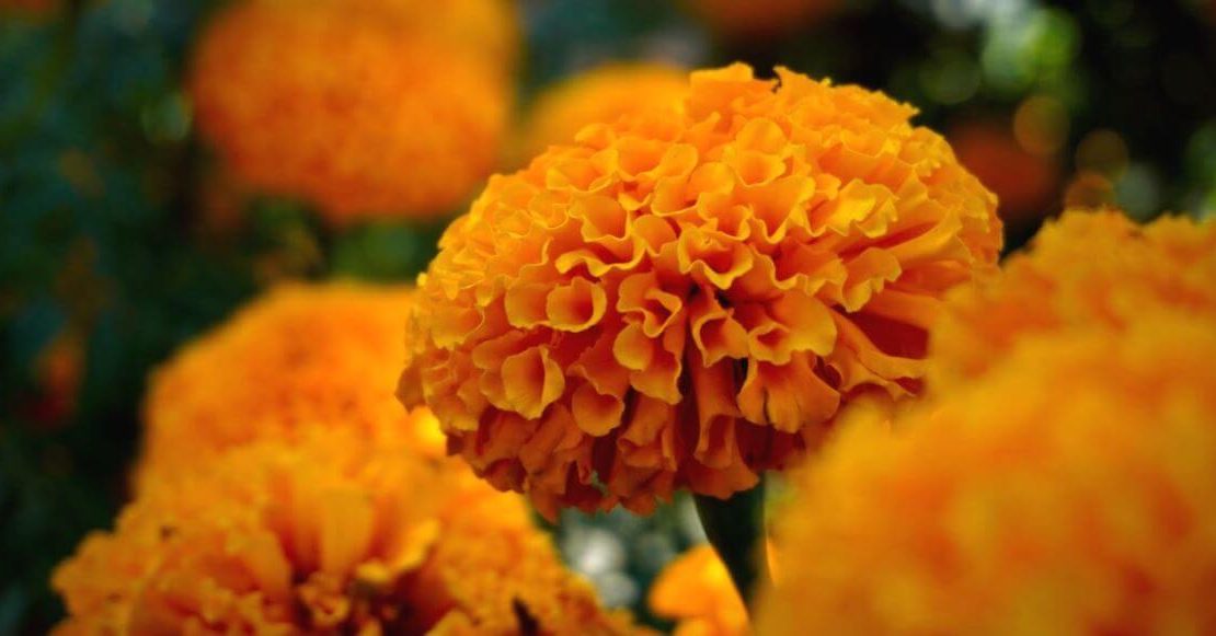 10 flores mexicanas que también son comida (y están deliciosas)