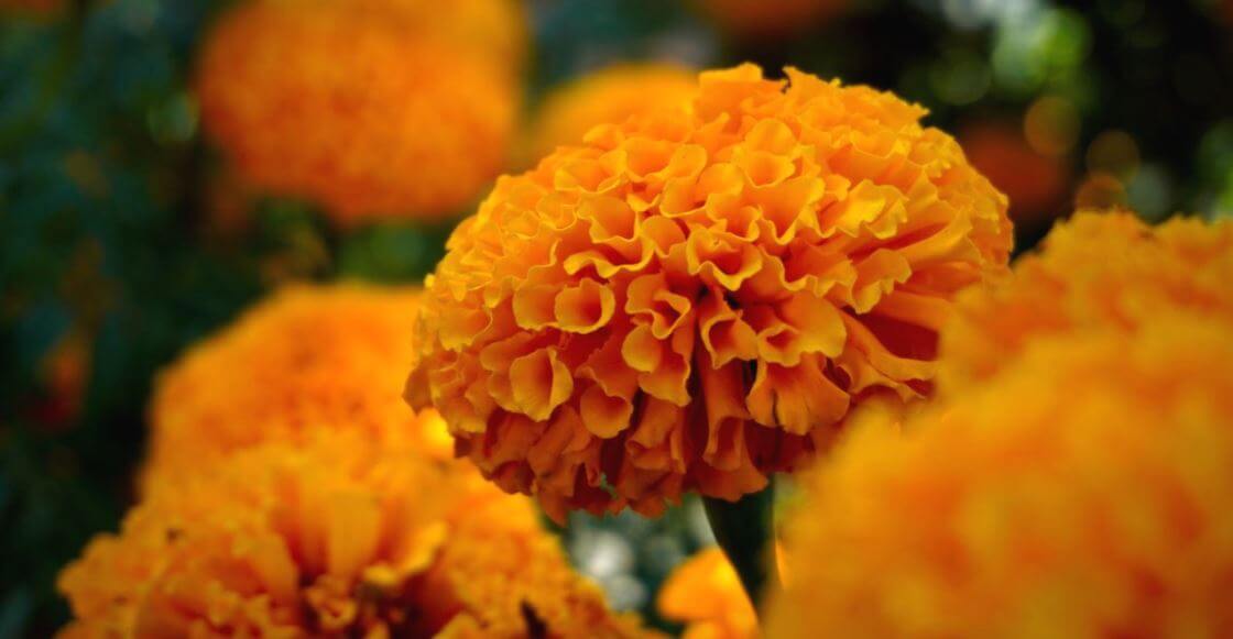 10 flores mexicanas que también son comida (y están deliciosas)