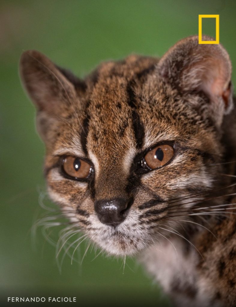 ¿Un nuevo michi? Descubren una nueva especie de gato en Bolivia y es más pequeño que uno doméstico
