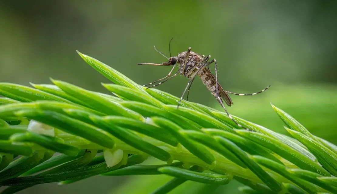 Alcalde de Francia prohíbe los mosquitos y ordena… su detención