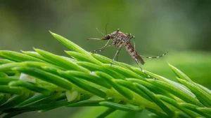 ¡Ora! Alcalde de Francia prohíbe los mosquitos y ordena… su detención