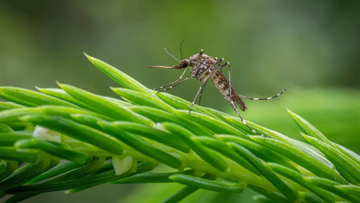 ¡Ora! Alcalde de Francia prohíbe los mosquitos y ordena… su detención