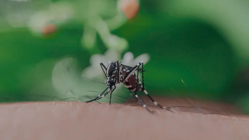 ¡Ora! Alcalde de Francia prohíbe los mosquitos y ordena… su detención —