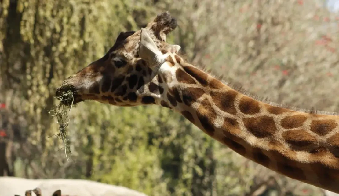 Muere Fortunata, la jirafa más viejita del Zoológico de Chapultepec