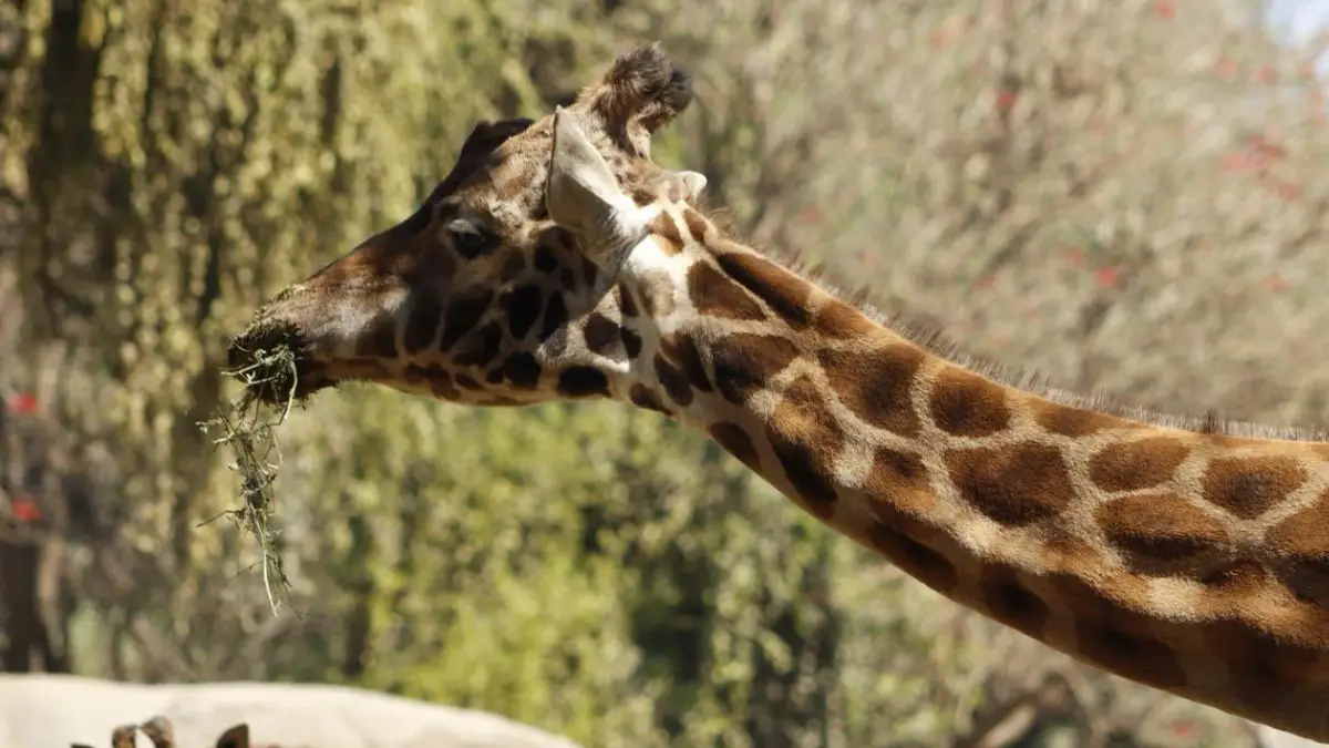 Muere Fortunata, la jirafa más viejita del Zoológico de Chapultepec