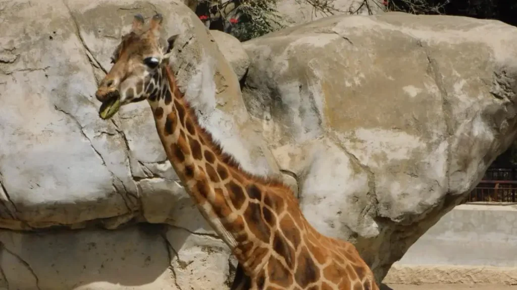 Muere Fortunata, la jirafa más viejita del Zoológico de Chapultepec