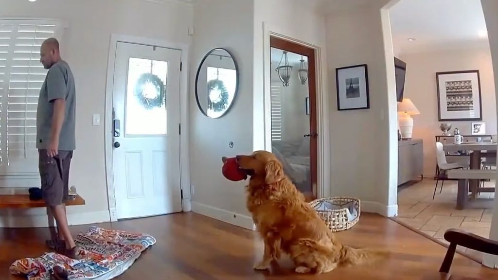 Nash es un buen perro, tanto que le llevó un juguete a un intruso en su casa