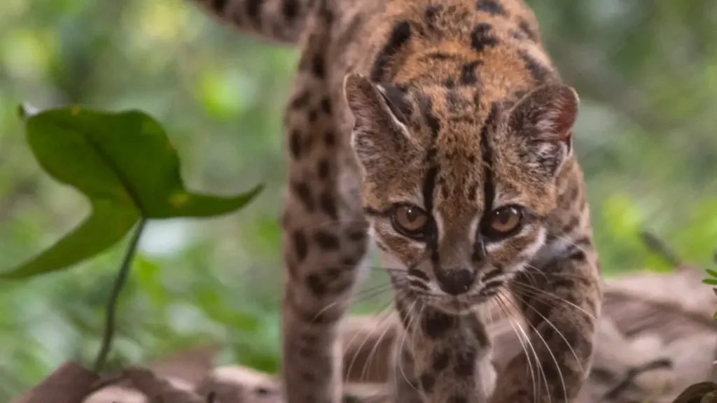 ¿Un nuevo michi? Descubren una nueva especie de gato en Bolivia y es más pequeño que uno doméstico
