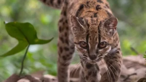 ¿Un nuevo michi? Descubren una nueva especie de gato en Bolivia y es más pequeño que uno doméstico