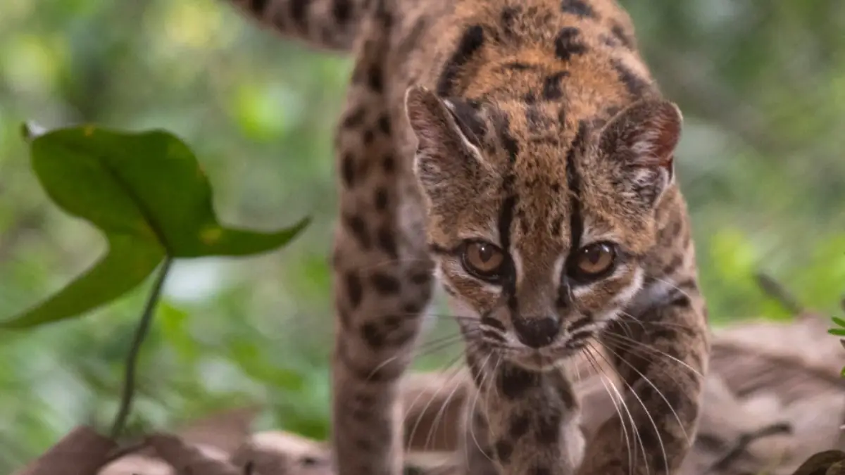 ¿Un nuevo michi? Descubren una nueva especie de gato en Bolivia y es más pequeño que uno doméstico
