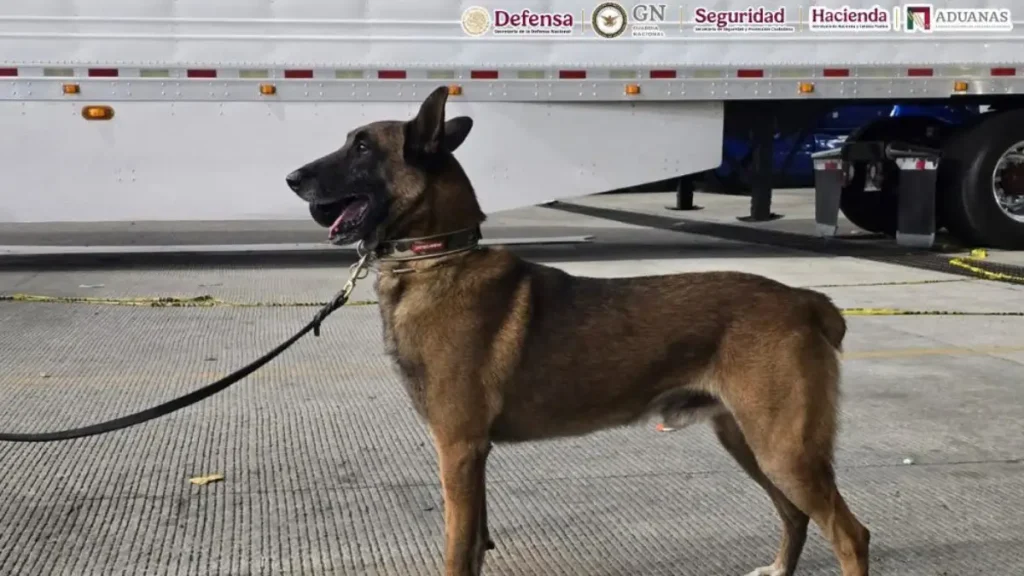 ‘Chocolate’, el perrito policía que olió 249 kilos de droga escondidos en un tráiler en Tijuana