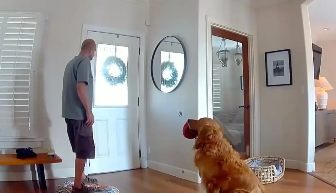 Good boy: Video del perrito que le lleva un juguete al intruso que se metió a su casa
