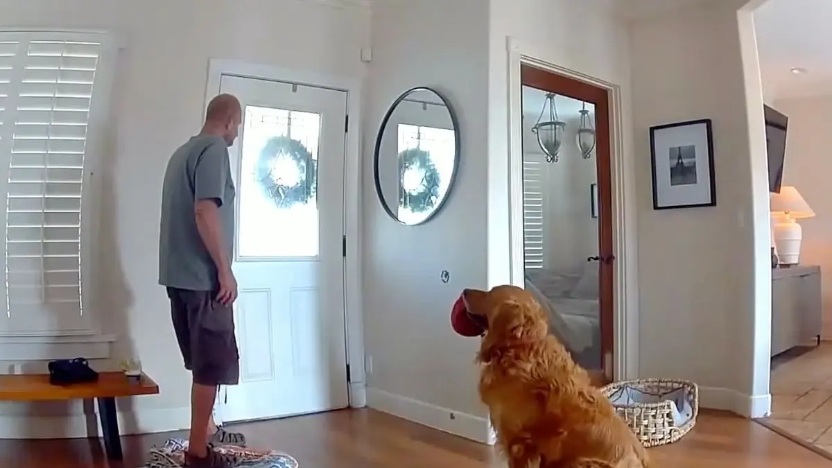 Good boy: Un perrito le lleva un juguete al intruso que se metió a la fuerza a su casa