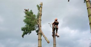 ¿Quiénes cuidan los árboles en la CDMX?