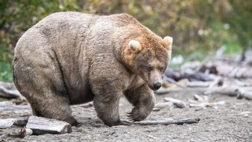 Ternura mil: Backpack ganó el concurso anual de osos gordos de Alaska