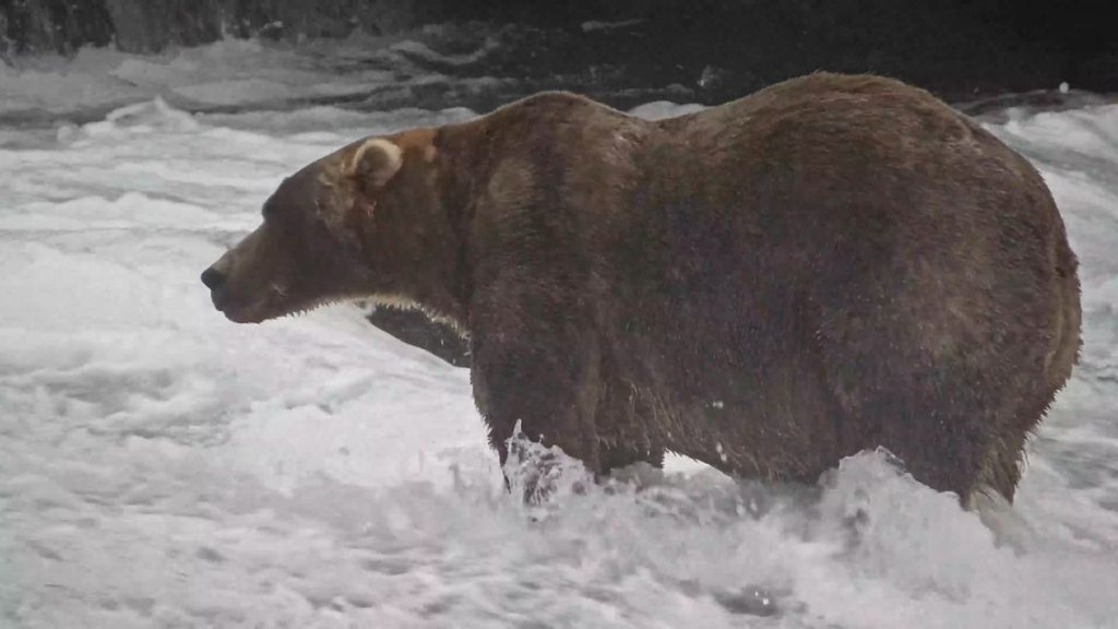 Backpack, el oso ganador de la Fat Bear Week