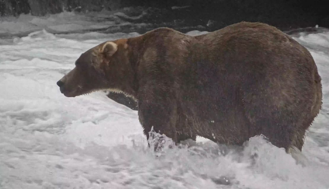 Fluffy y tierno: Te contamos de Backpack, el oso que ganó la Fat Bear Week en Alaska
