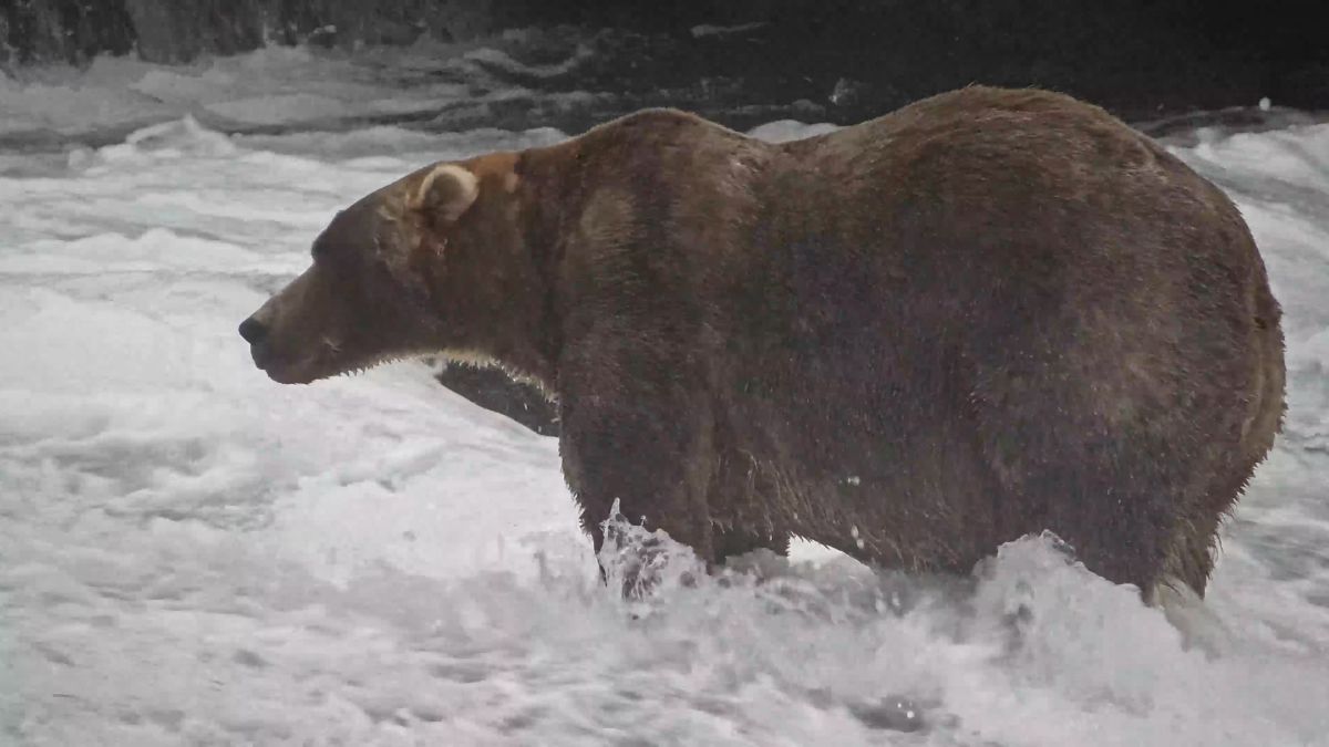 Backpack, el oso ganador de la Fat Bear Week