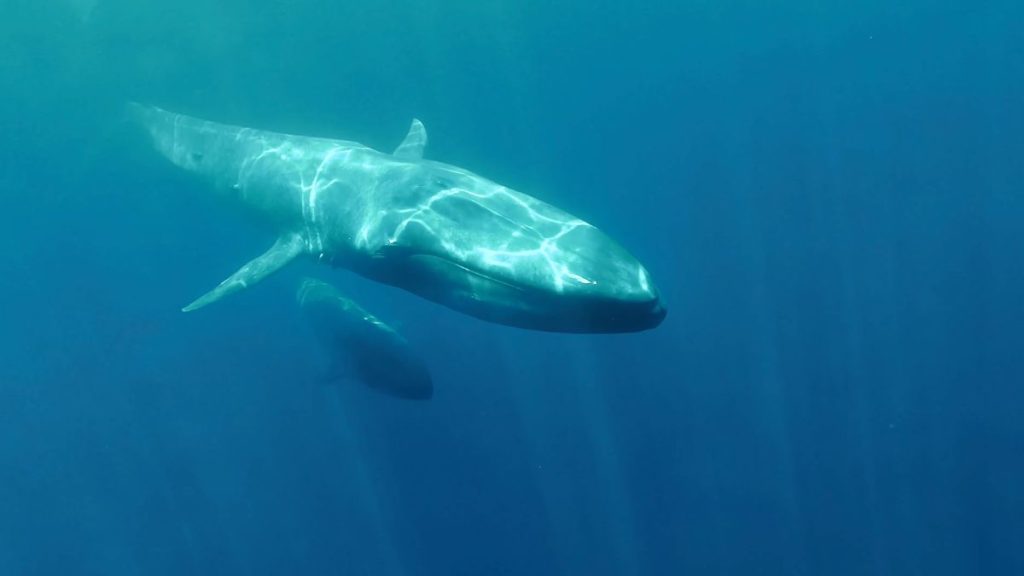 Imagen de ballenas en el corto documental 'Ballenas o gas'