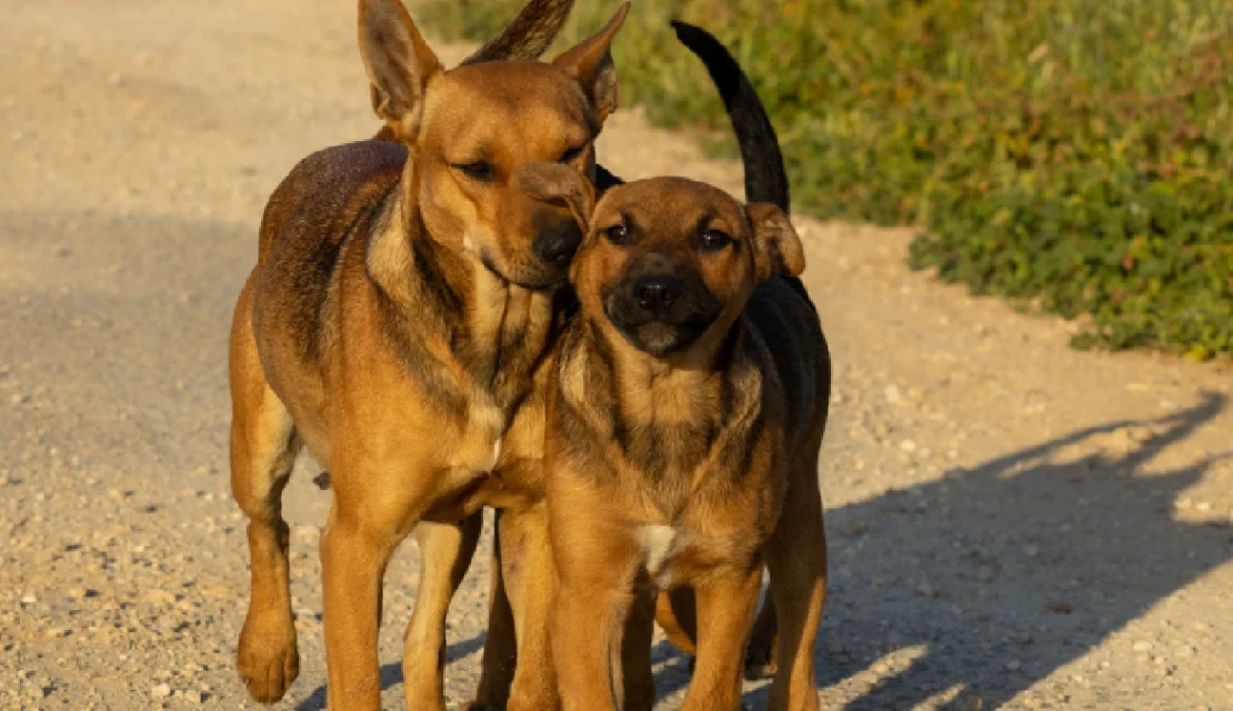 Conoce los signos y primeros auxilios que le puedes dar a tu mascota en caso de envenenamiento