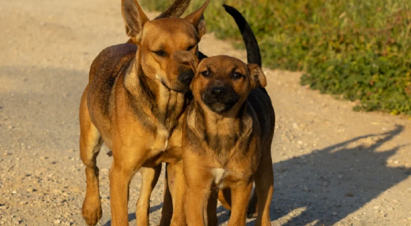 conoce-signos-primeros-auxilios-puedes-dar-mascota-envenenamiento