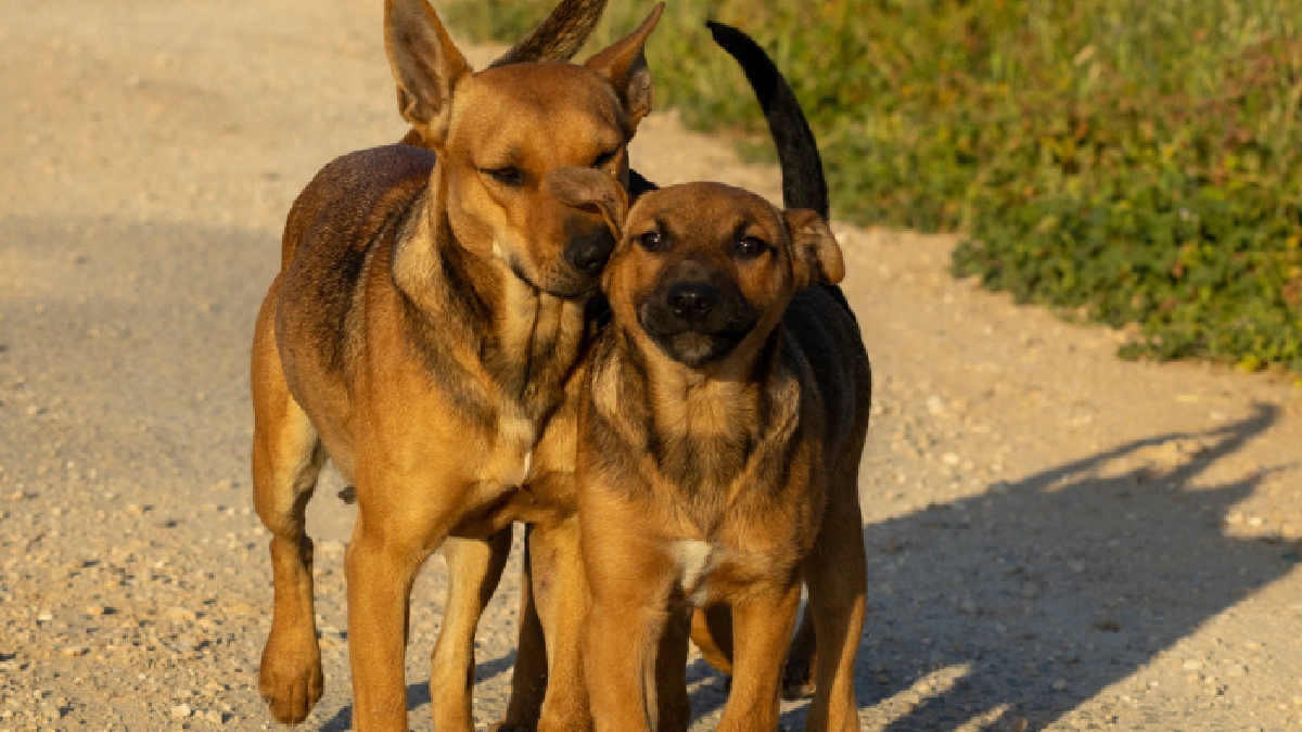 conoce-signos-primeros-auxilios-puedes-dar-mascota-envenenamiento
