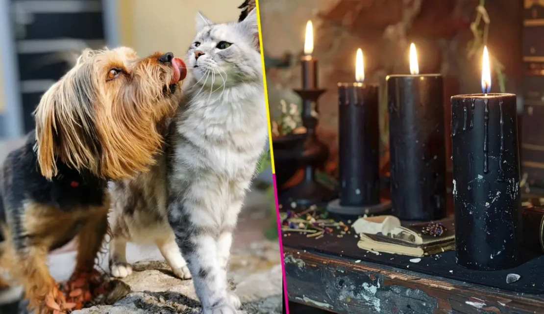 ¡Cuida a tus mascotas! Consejo Ciudadano alerta que perros y gatos son usados en rituales durante Día de Muertos