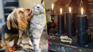 ¡Cuida a tus mascotas! Consejo Ciudadano alerta que perros y gatos son usados en rituales durante Día de Muertos.