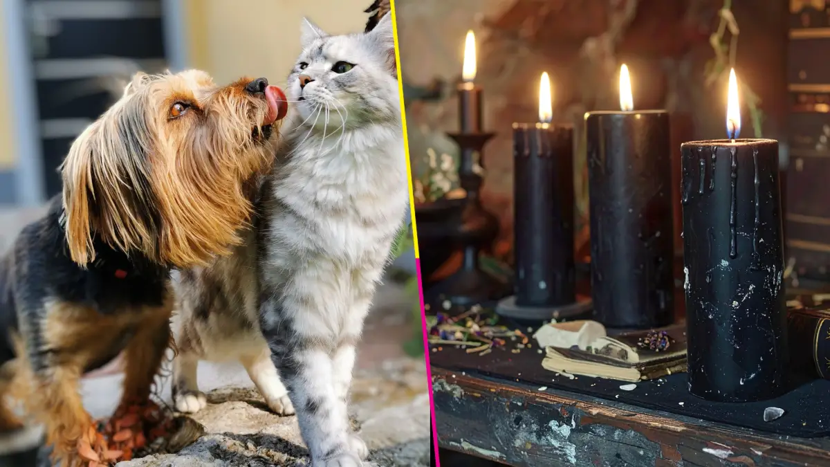 ¡Cuida a tus mascotas! Consejo Ciudadano alerta que perros y gatos son usados en rituales durante Día de Muertos.
