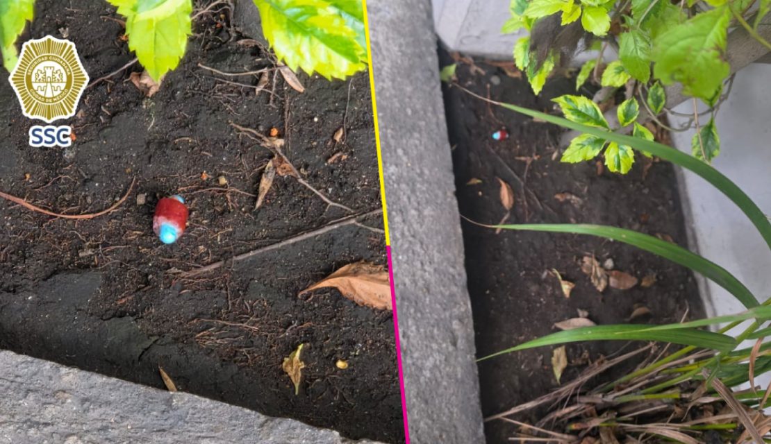 Envenenamiento de perros en CDMX: Nuevo hallazgo en la Condesa enciende las alertas