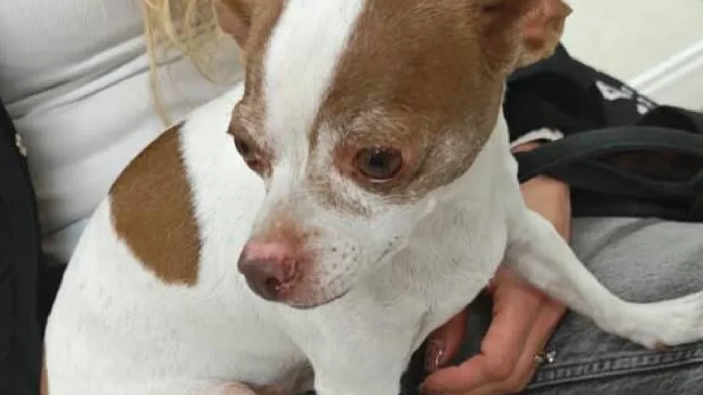 detienen-mujer-secuestro-perrita-chihuahua-exigir-dinero-joyas