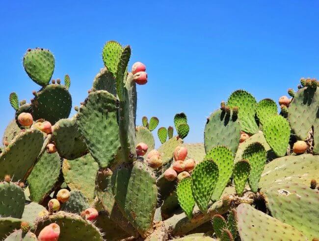 Entre cactus y nopaleras: La historia de La Bondojito