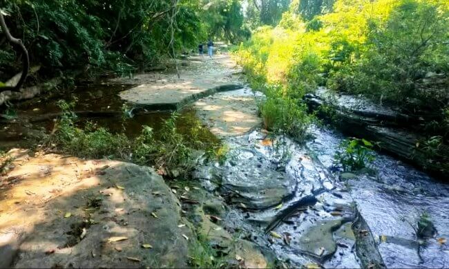 Parque Jurásico en México… Descubren huellas de dinosaurio reales en Michoacán
