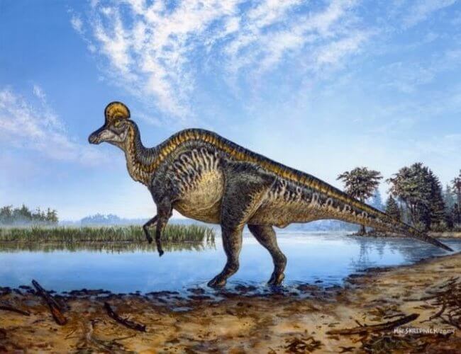 Parque Jurásico en México… Descubren huellas de dinosaurio reales en Michoacán