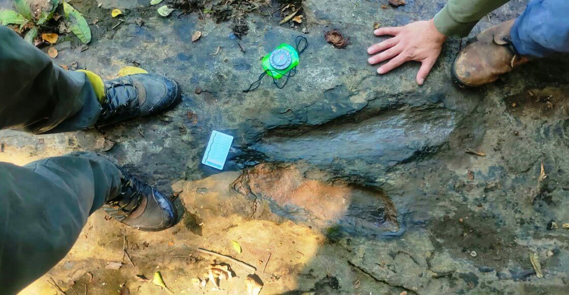Parque Jurásico en México… Descubren huellas de dinosaurio reales en Michoacán