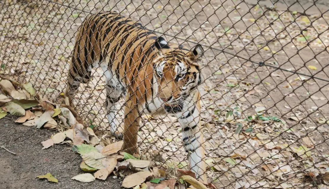 Joven muere al entrar a un recinto de tigres en un zoológico de Inglaterra