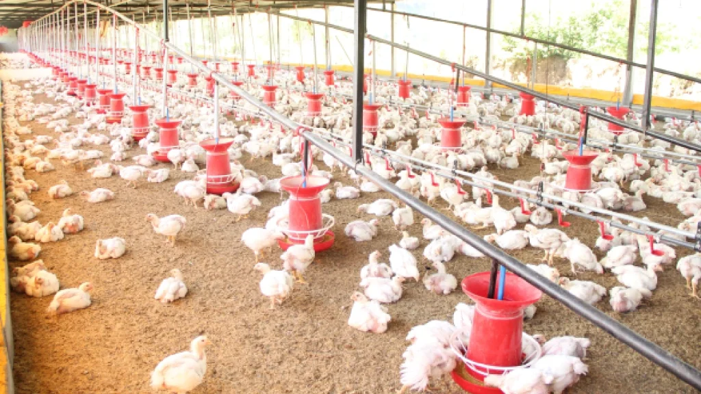 mexico-suspende-importacion-pollo-brasileno-brote-newcastle-1