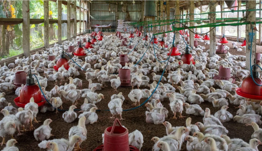 México suspende importación de pollo brasileño por brote de Newcastle