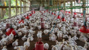 mexico-suspende-importacion-pollo-brasileno-brote-newcastle