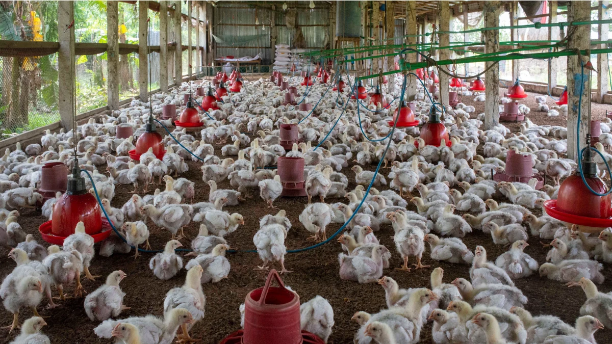 mexico-suspende-importacion-pollo-brasileno-brote-newcastle