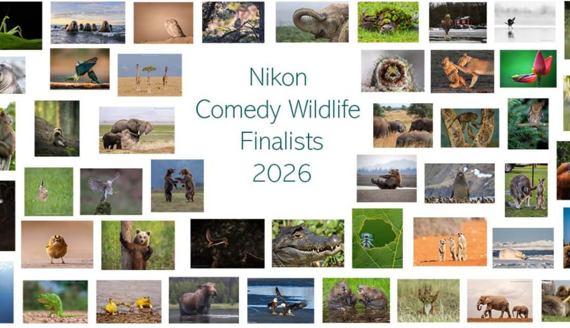 Estas son las fotos finalistas más graciosas del Nikon Comedy Wildlife Awards 2026