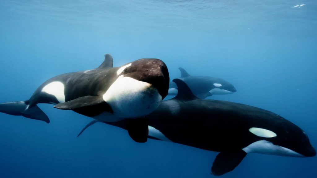 La protección de orcas forma parte de la iniciativa Ballenas o Gas